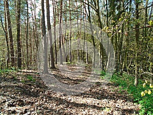 Forest road in the middle of a forest