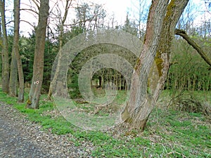 Forest road in the middle of a forest