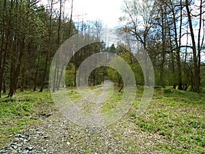 Forest road in the middle of a forest