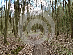 Forest road in the middle of a forest