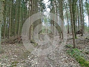 Forest road in the middle of a forest