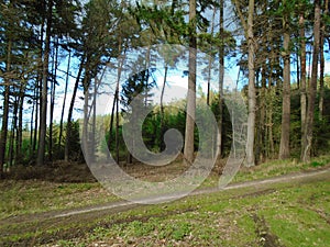 Forest road in the middle of a forest