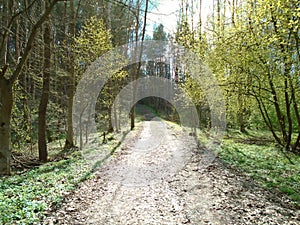 Forest road in the middle of a forest