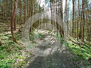Forest road in the middle of a forest