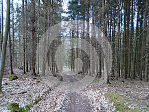 Forest road in the middle of a forest