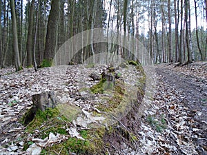 Forest road in the middle of a forest