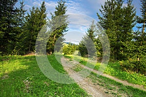 Forest Road, Nature Mountain Landscape with Road and Trees