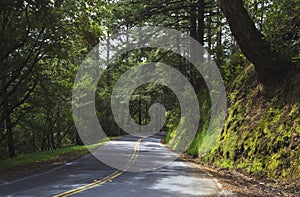 Forest road in northern California