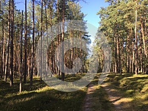 Forest road in northern Poland