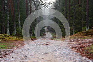 A forest road, paved in a wet forest