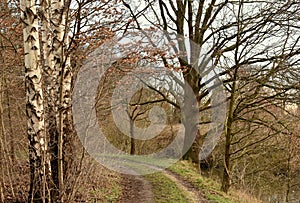 Forest road for pedestrians.