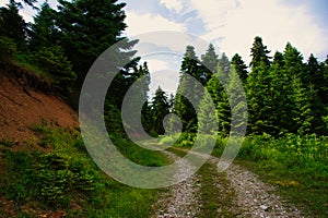 Forest road at Pertouli, Trikala, Thessaly, Greece