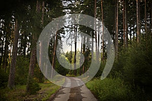 Forest road in pine forest. Wood trail on forestland