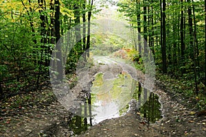 Forest Road with Puddle photo