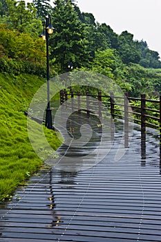 Forest road with a puddle of rain water