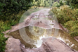 Forest road with puddles