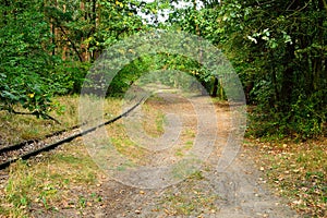 Forest road and railroad tracks overgrown by vegetation deep in the forest.