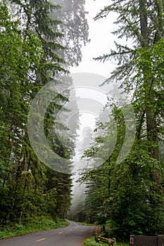 Forest road in the Redwood National Park California, USA