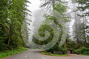 Forest road in the Redwood National Park California, USA