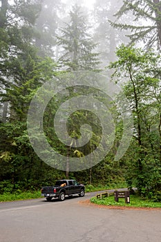 Forest road in the Redwood National Park California, USA