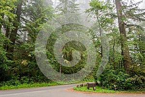 Forest road in the Redwood National Park California, USA