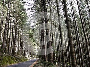 Forest on the road of Ribeiro frio in Madeira photo