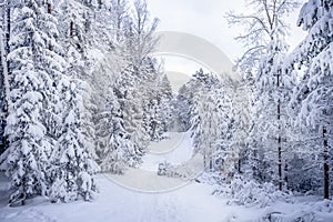 Forest road through snow covered trees. View from over height.