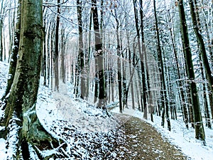 Forest road snow Nature Landskape