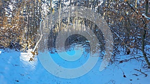 Forest road through the forest