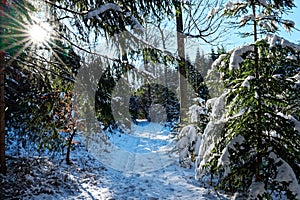 Forest road in snowy woods with sunstar in tree