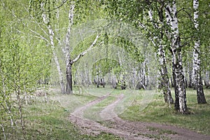 Forest road in the spring birch forest. Spring landscape