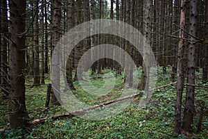 Forest Road. Spruce forest. Green grass. Tall conifers. Path through the branches of trees