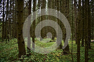 Forest Road. Spruce forest. Green grass. Tall conifers. Path through the branches of trees