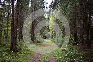 Forest Road. Spruce forest. Green grass. Tall conifers. Path through the branches of trees