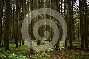 Forest Road. Spruce forest. Green grass. Tall conifers. Path through the branches of trees