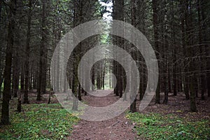 Forest Road. Spruce forest. Green grass. Tall conifers. Path through the branches of trees