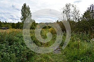 Forest Road. Spruce forest. Green grass. Tall conifers. Path through the branches of trees