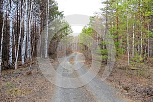 Forest road stretching into the distance between long trees.