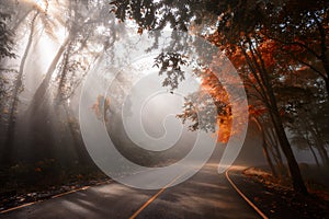 Forest road with sun rays in autumn