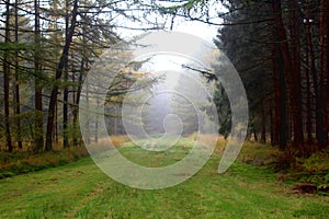 Forest road surrounded with conifer trees