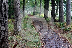 Forest road surrounded with oak trees