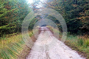 Forest road surrounded with oak trees