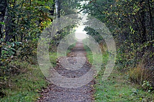 Forest road surrounded with oak trees