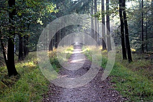 Forest road surrounded with oak trees