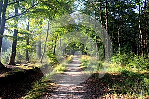 Forest road surrounded with oak trees