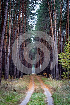 Forest road among the tall pines