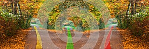 Forest road with three different ways