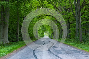 Forest road trees along at the countryside, car tyre tyres` traces tracks on the road, forest tree shadow