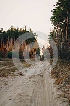 Forest road under sunset sunbeams. Lane running through the autumn pine forest at dawn or sunset