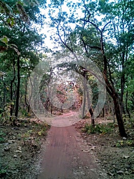 Forest Road View